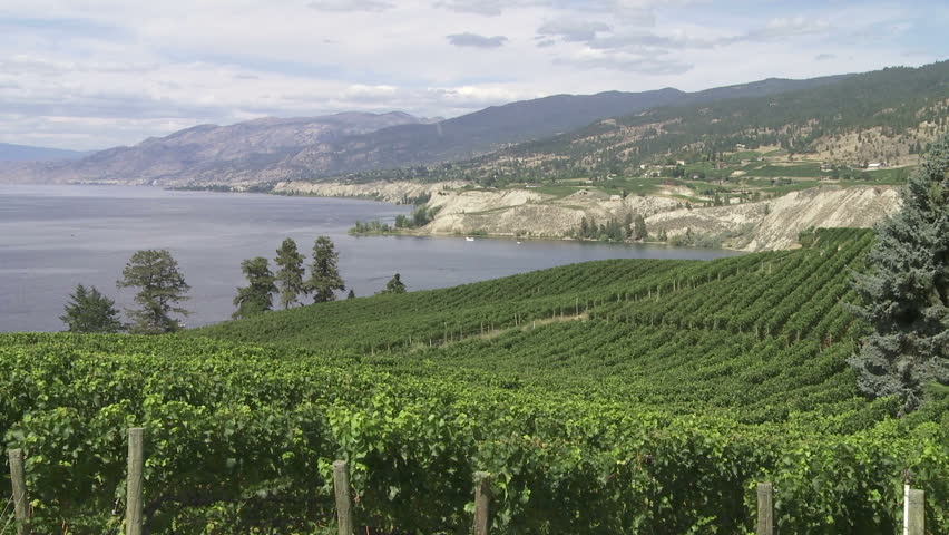 Lake Okanagan and vineyard near Penticton, British Columbia, Canada