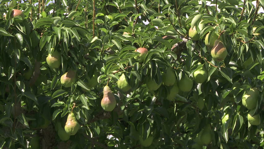 Medium shot of pears on the tree