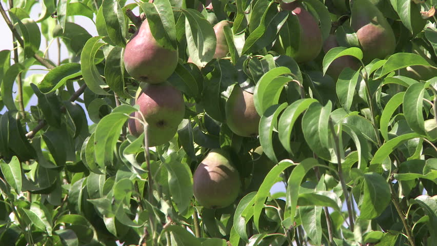 Close up of pears on the tree