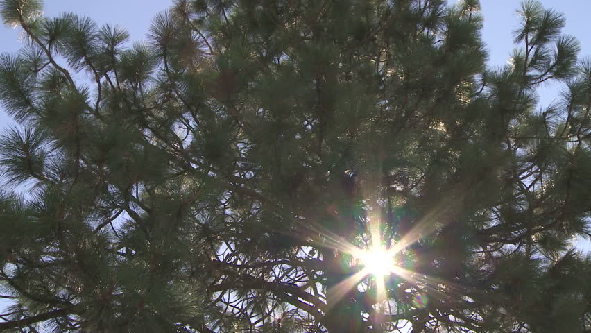 Ponderosa Pine tree with sun shining through the branches