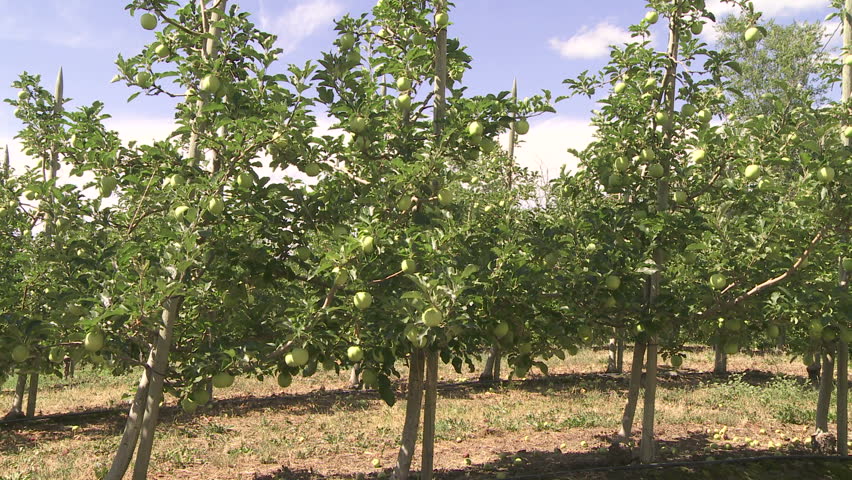 Apple orchard with young trees
