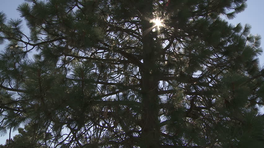 Ponderosa Pine tree with sun shining through the branches
