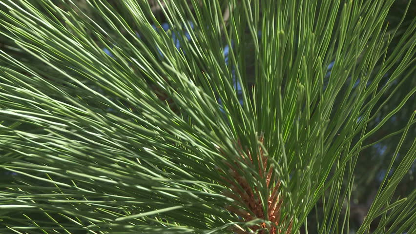 Close up of Ponderosa Pine needles