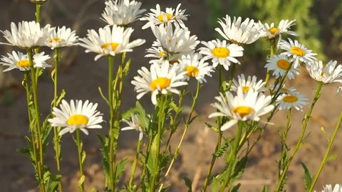 Daisies gently blowing in the spring breeze