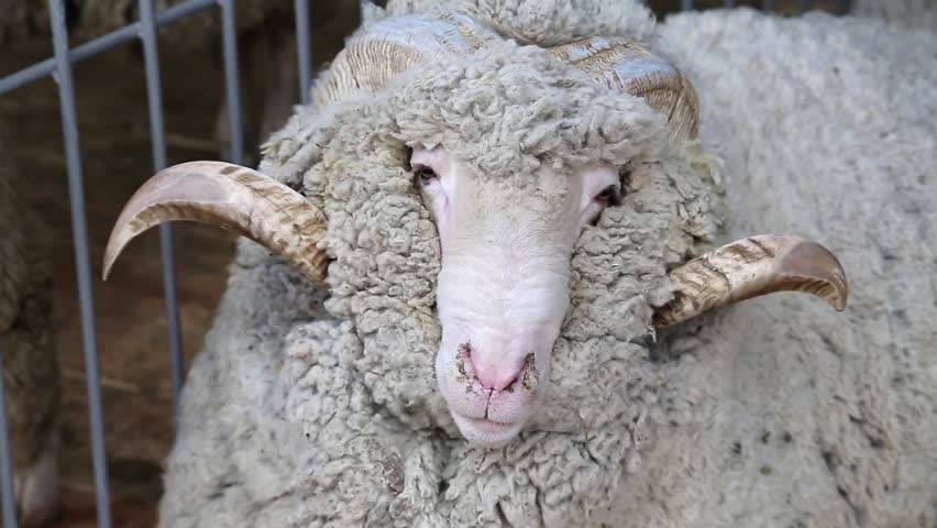 Подстриженный баран. Керри хилл овцы. Рога барана. Овца. Белый баран.