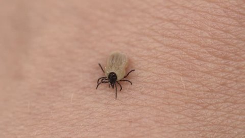 A small mite crawls along people skin