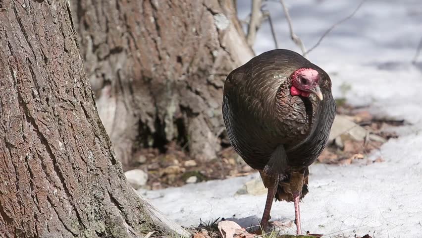 wild turkey walking in the