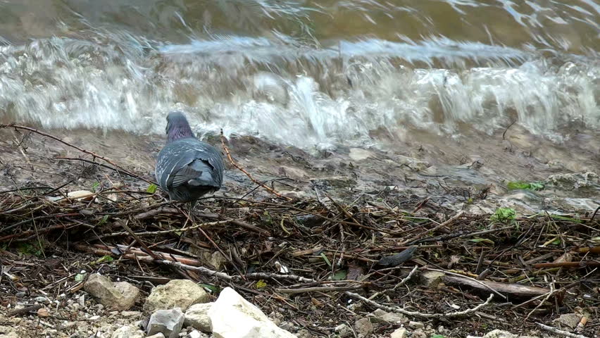 a pigeon walks by the river