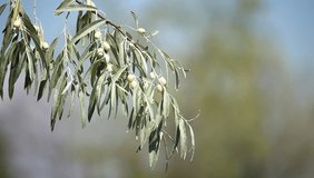 Olive tree with ripe olives over blurred background