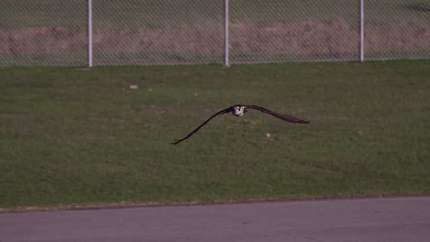 osprey flying slow motion