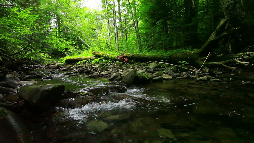 mountain stream in the forest Royalty-Free Stock Footage #2768180