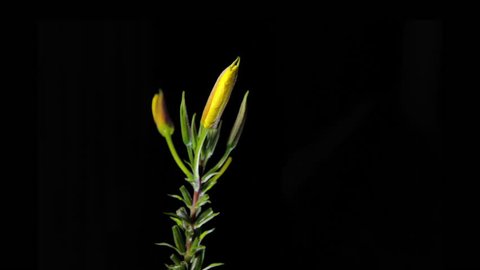Four evening primrose (oenothera biennis) open up their blossoms in time lapse (quick).