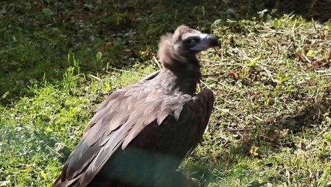 Griffon vulture eats prey