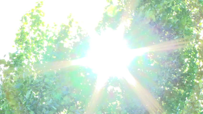 Sunshine star flare flickering through windy tree leaves.