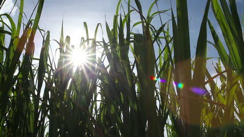 Sugar Cane Renewable Energy