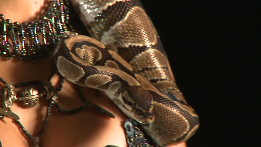 2 Close up shots of a belly dancer with a ball python wrapped around her neck