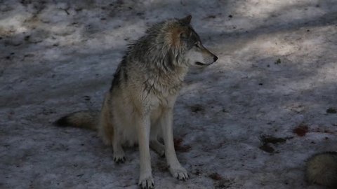 timber wolf seated then walks