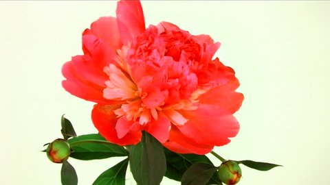 Red peony Flower Blooming in Time-lapse. Time lapse. High speed camera shot. Full HD 1080p.