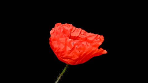 Time lapse of opening wild poppy flower on pure black background