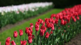 Flowerbed of many fresh red, white and pink tulips flowers in city park.
