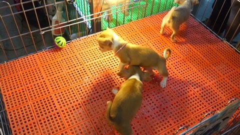 Chihuahua Dogs  are playing and fighting inside a cage on display for sale