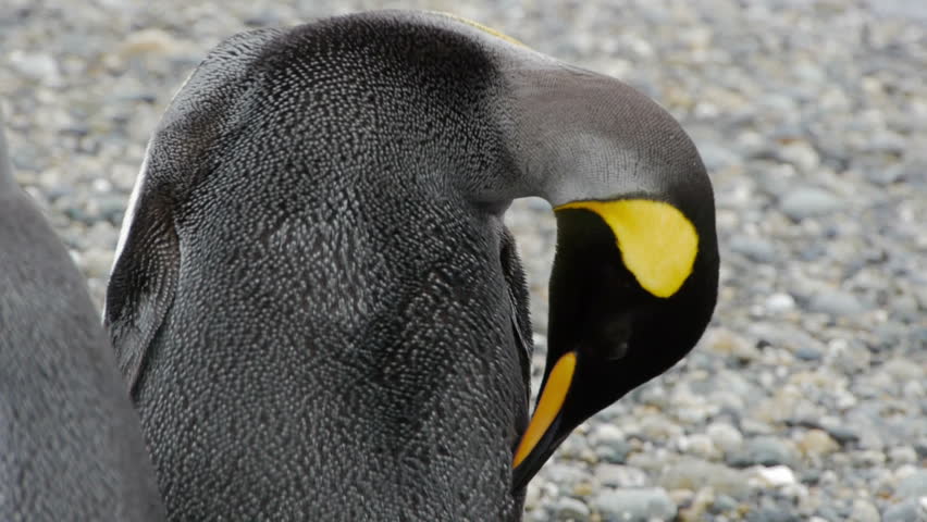 King Penguins closeup