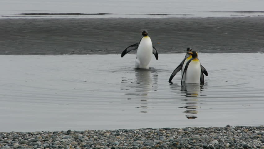 Penguins walking and swimming in Chile