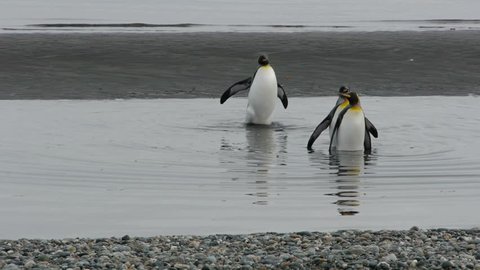 Penguins walking and swimming in Chile