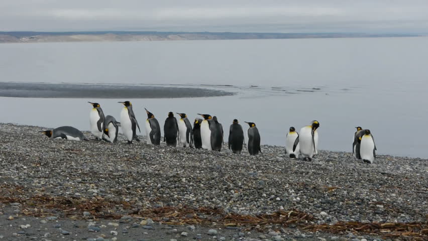 Overlooking King Penguin colony in Chile