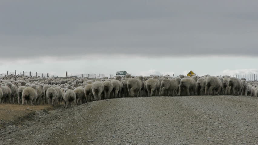 Shepherd and sheep dogs at work in Patagonia