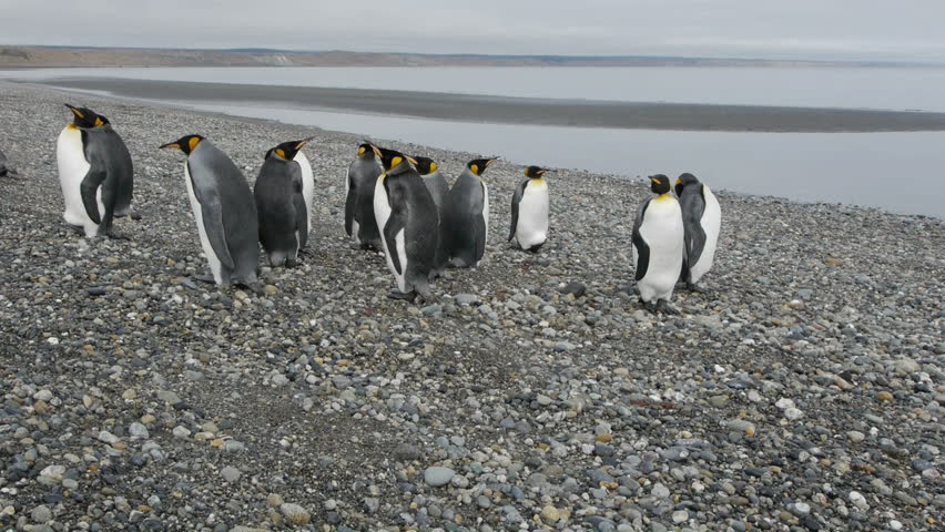Dolly shot of Penguin colony