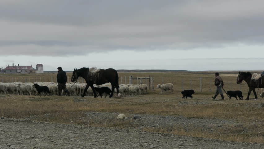 Shepherds herd sheep along dusty highway in Patagonia