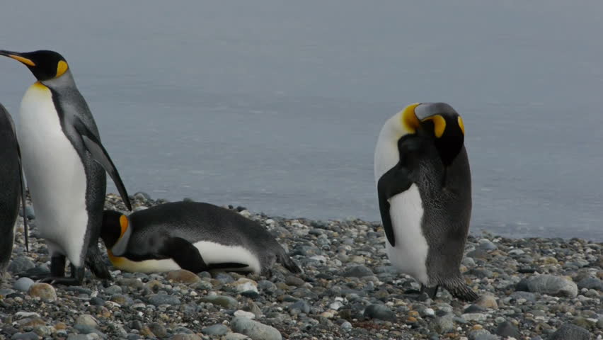 Camera pans across Penguin  colony in southern Chile