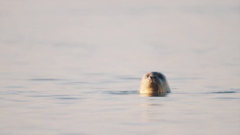 Cute white spotted seal goes under water after looking around from surface, sunny day