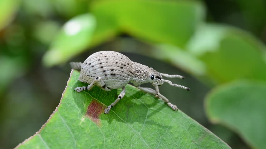 Close up bug on leaf.