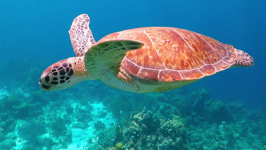 Swimming cute wild sea turtle (Chelonia Mydas) in the blue ocean. Underwater scuba diving with sea turtle. Exotic island vacation with snorkeling. Wildlife on the tropical coral reef. Royalty-Free Stock Footage #27694309