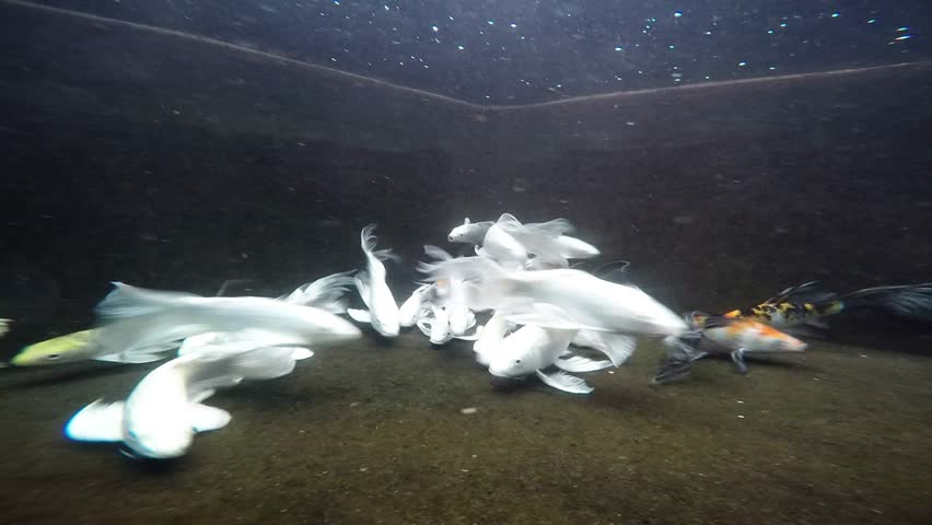 milk white koi fish