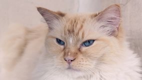Closeup Video Of Blue Eyes Cat Looking Around