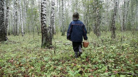 Boy with a basket is in the birch forest