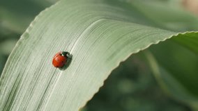 Outdoor scene with Coccinellidae beetle close-up 4K 2160p 30fps UltraHD footage - Red ladybird on the corn leaf shallow DOF 3840X2160 UHD video