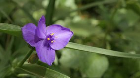 Close-up of Tradescantia virginiana flower 4K 2160p 30fps UltraHD footage - Purple spiderwort plant in the garden 3840X2160 UHD video