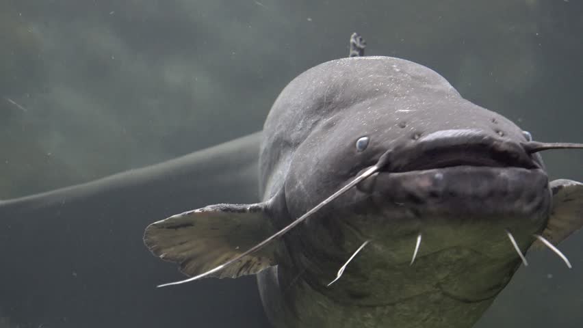 Red Tailed Catfish swimming in water -- Phractocephalus hemioliopterus ...