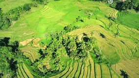 Aerial view of rice terraces in harvest season. Pedestal movement. Bohol, Philippines, April 2017.