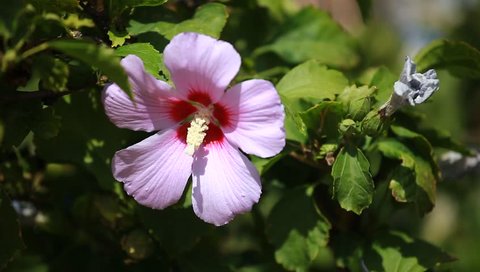 Pink mallow blossoms on green blurred background