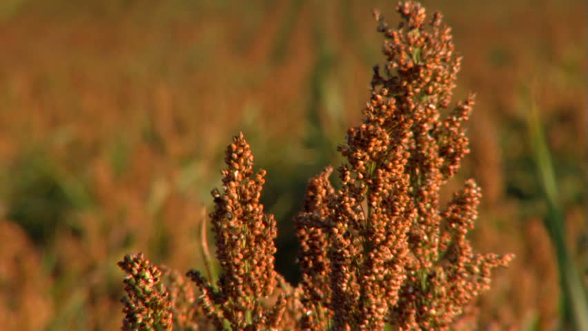 Field cultivated with sweet sorghum plants.