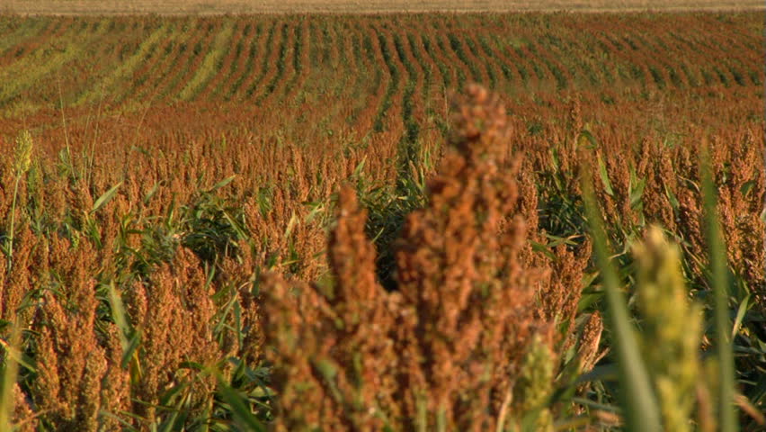 Field cultivated with sweet sorghum plants.