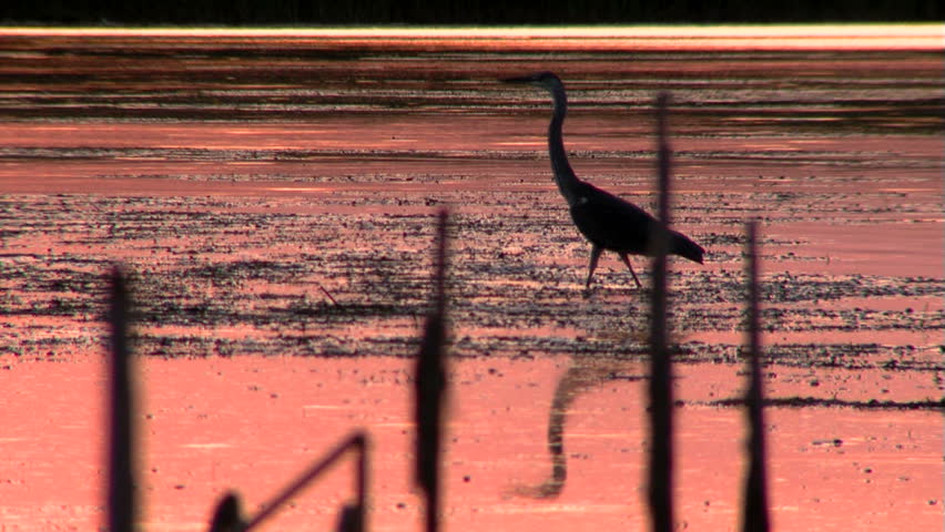 Grey Heron in the sunset...(silhouette)