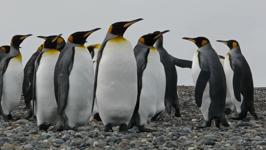 Closeup of King Penguin colony