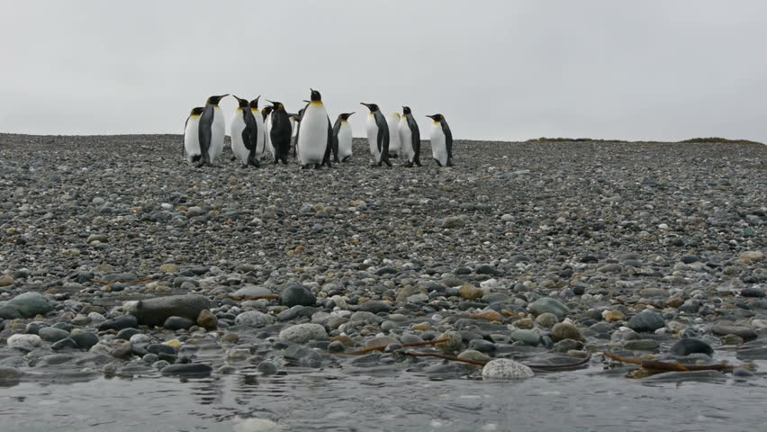 Slider shot of King Penguin colony