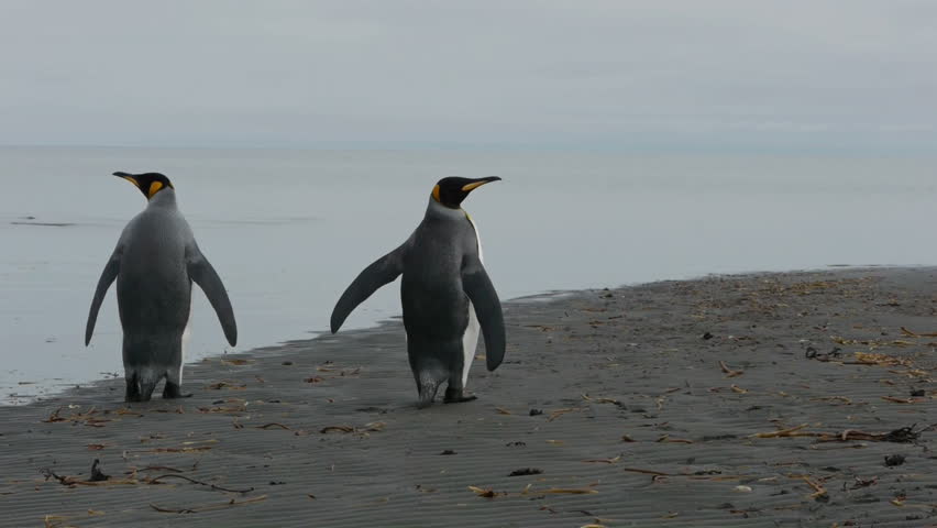 2 Penguins walk into the ocean